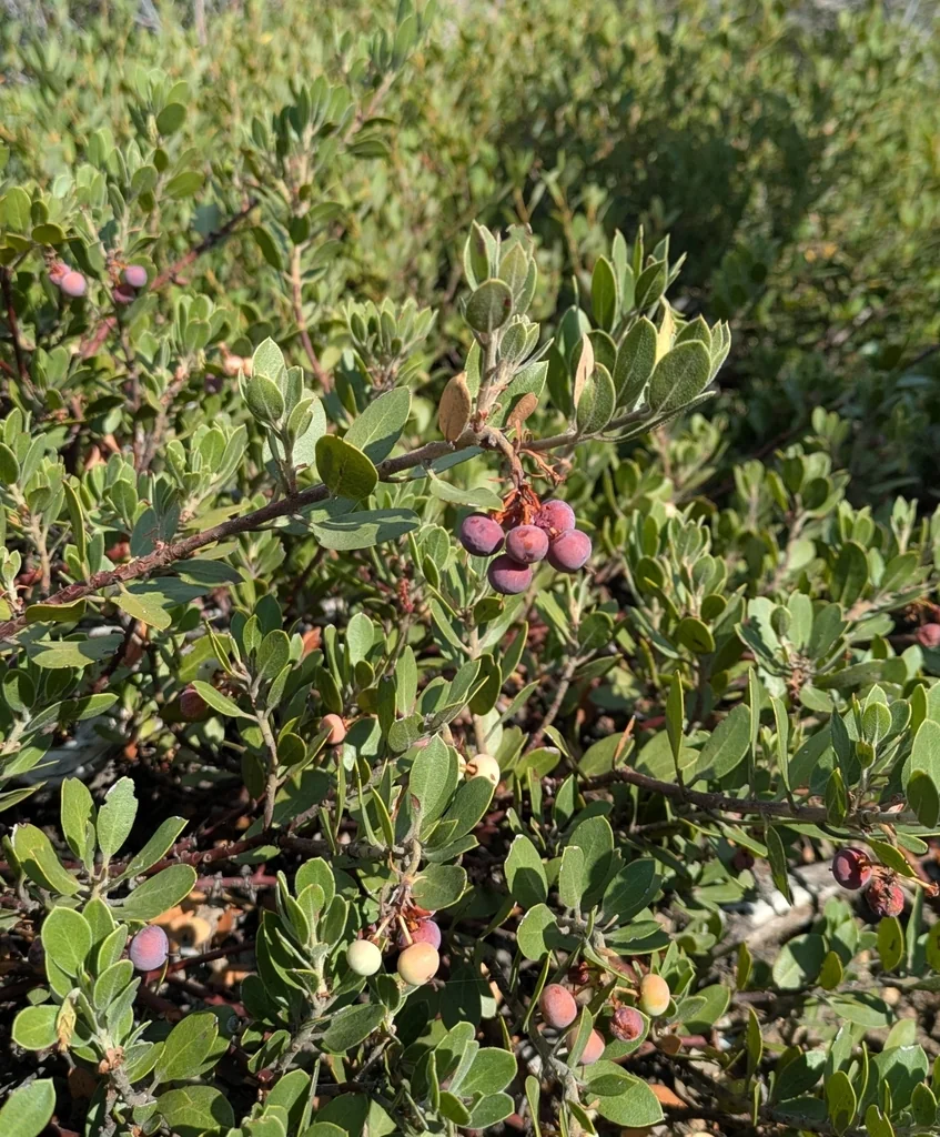 Arctostaphylos Nevadensis