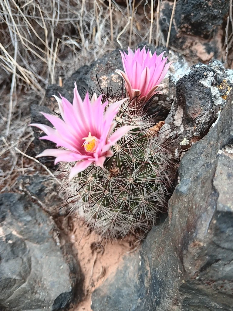 Mammillaria Tetrancistra