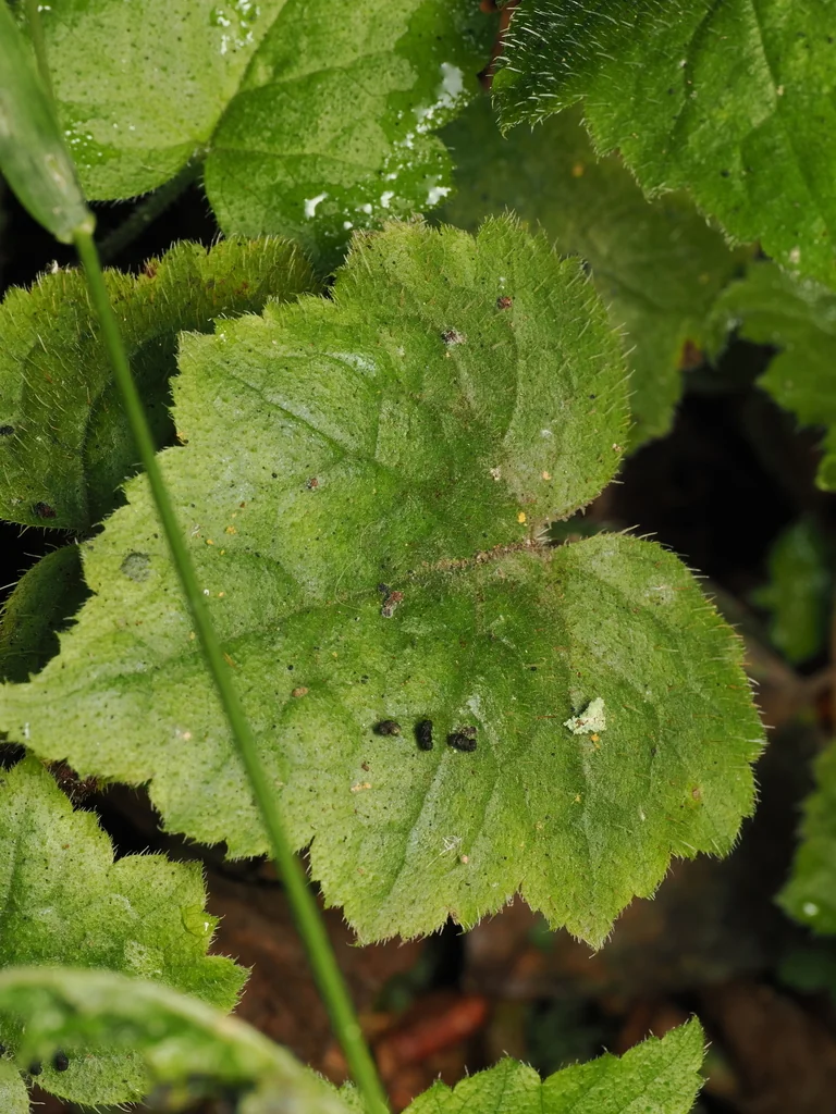 Tolmiea Menziesii