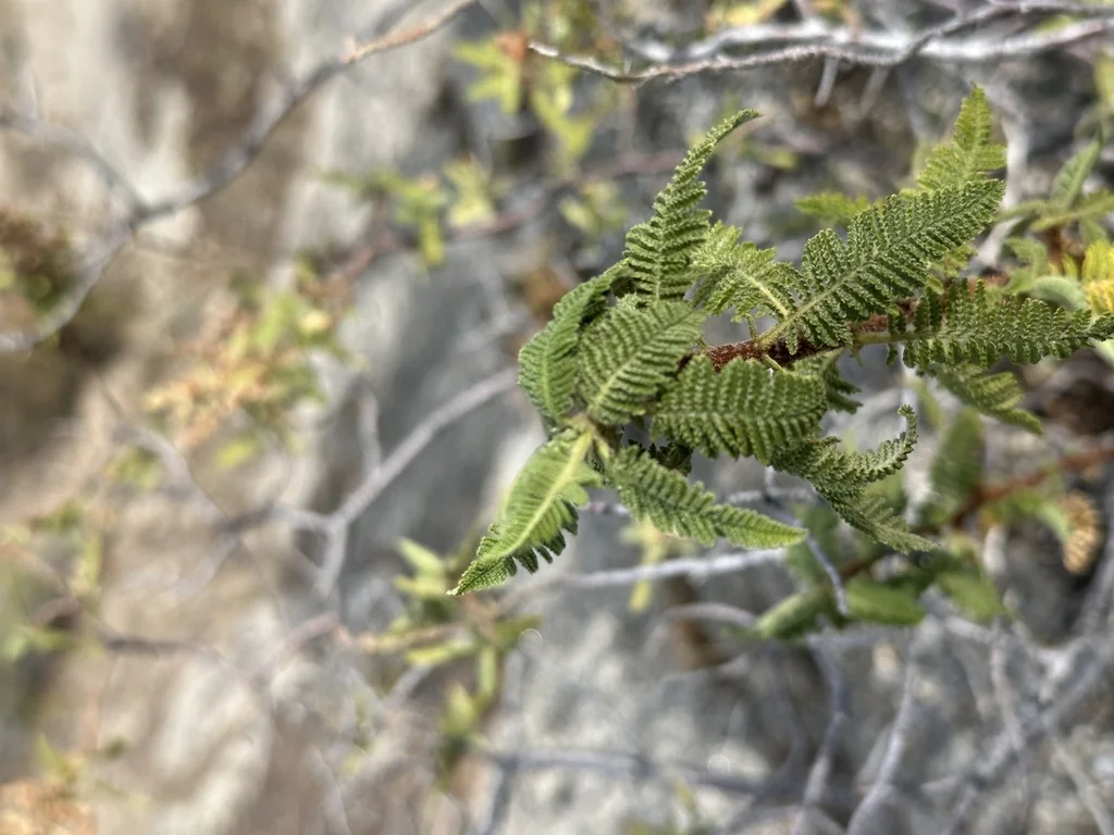 Chamaebatiaria Millefolium