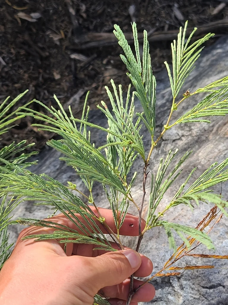 Lysiloma Watsonii