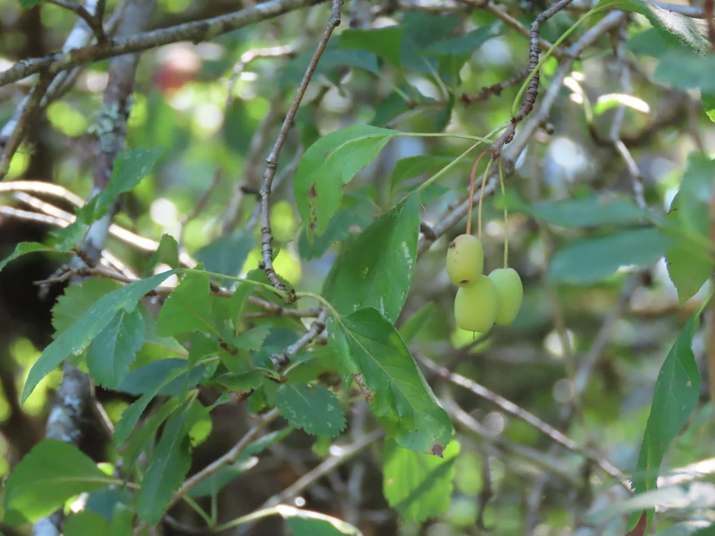 Malus Fusca