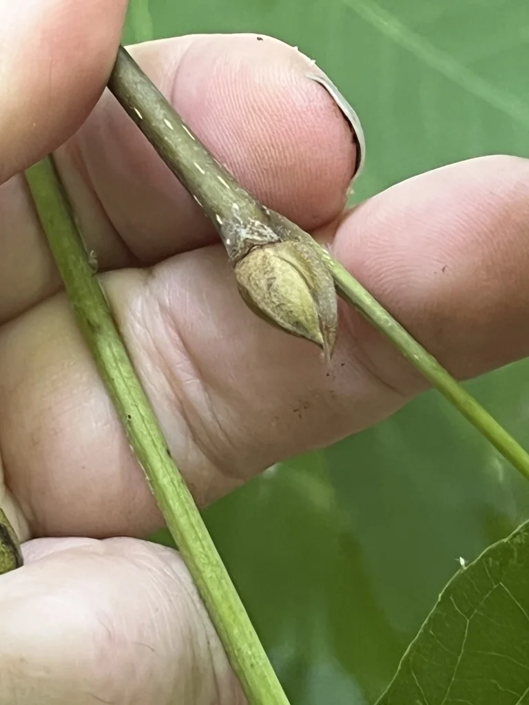 Carya Ovalis