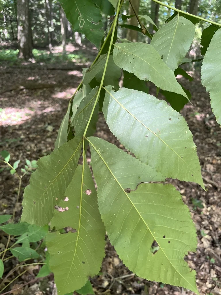 Carya Ovalis