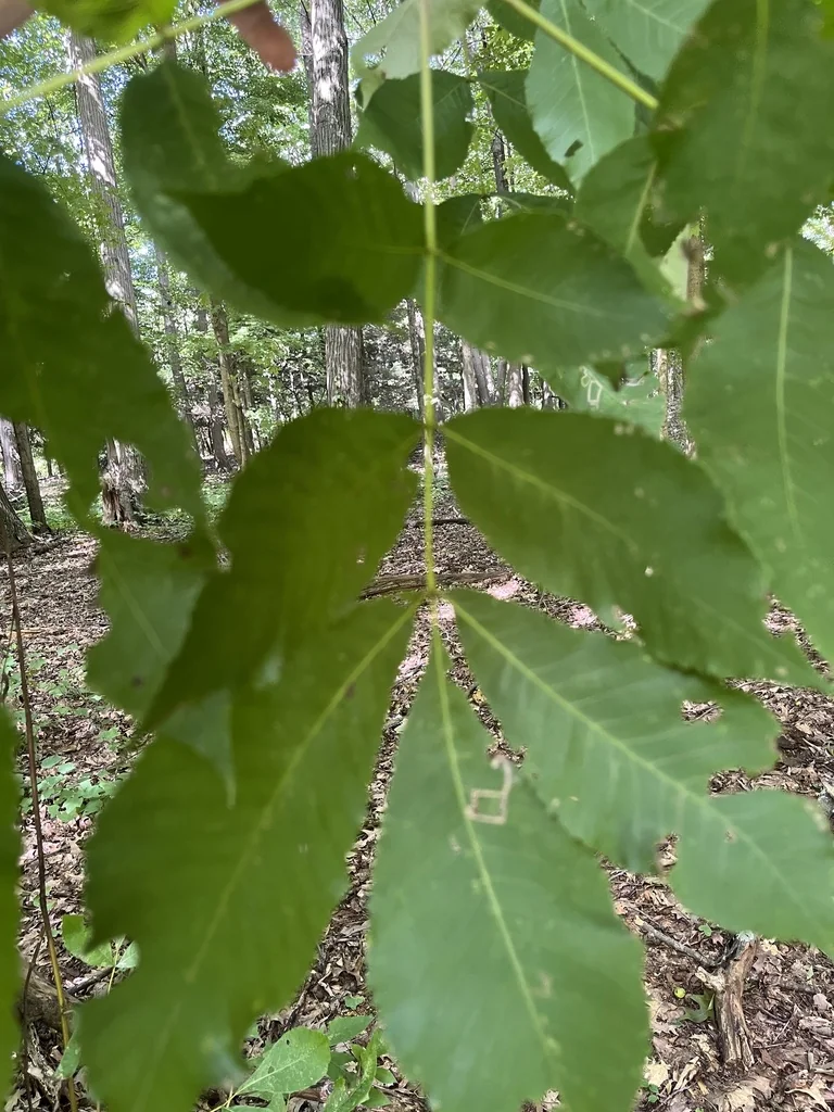 Carya Ovalis