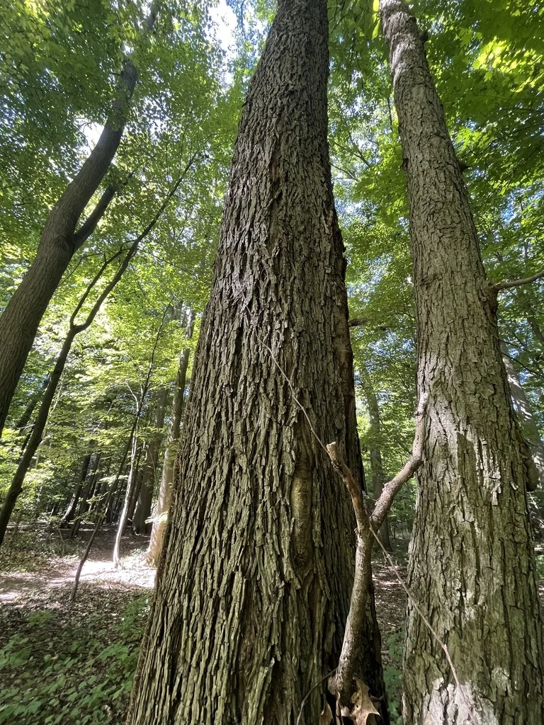 Carya Ovalis
