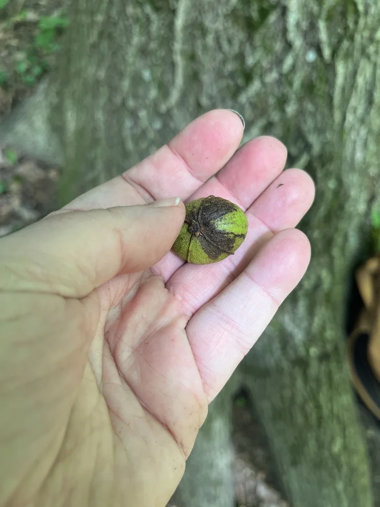 Carya Ovalis