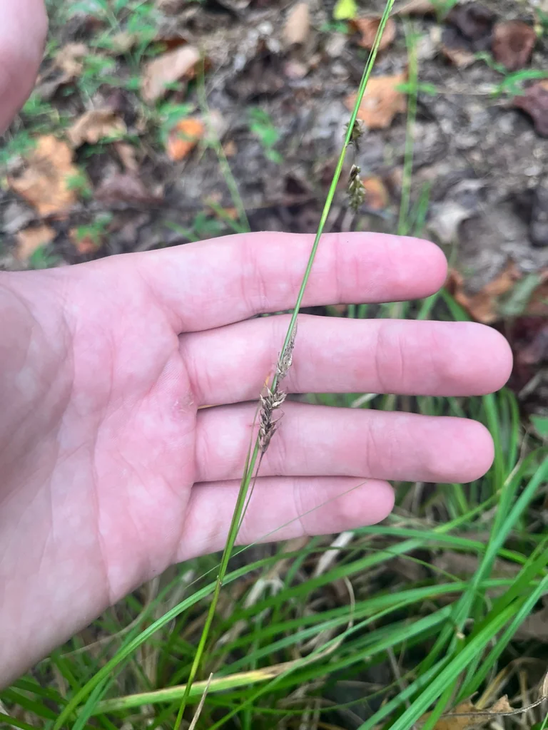 Carex Cherokeensis