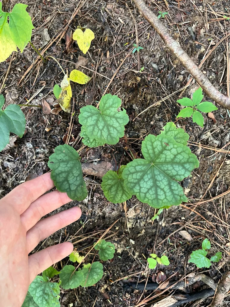 Heuchera Americana