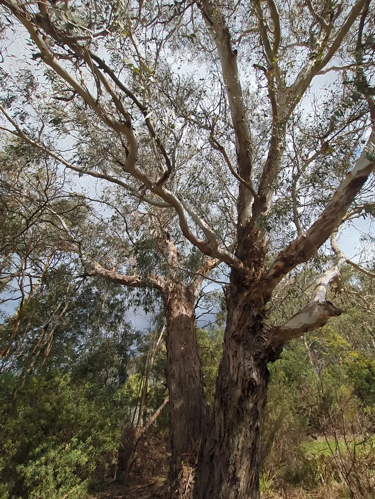 Eucalyptus Viminalis
