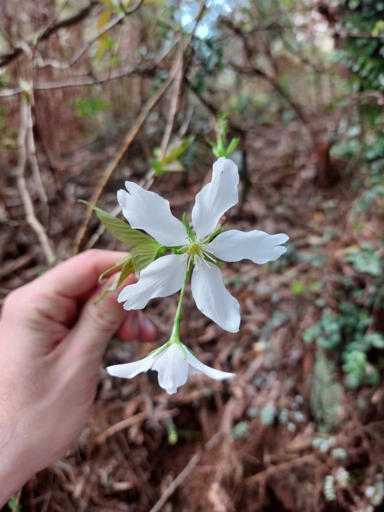 Prunus Serrulata