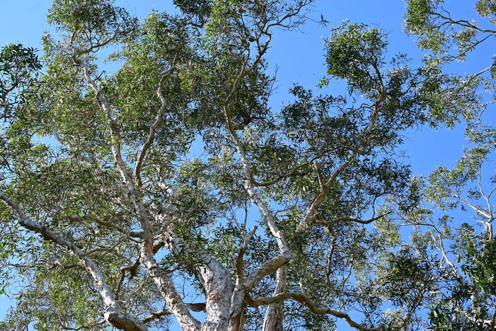 Melaleuca Quinquenervia
