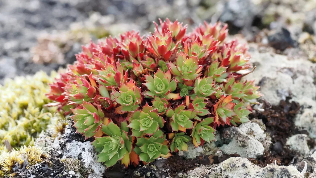 Saxifraga Tricuspidata