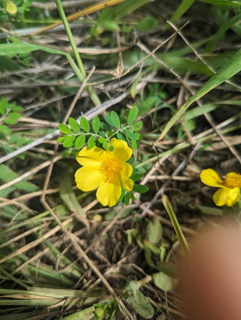 Portulaca umbraticola