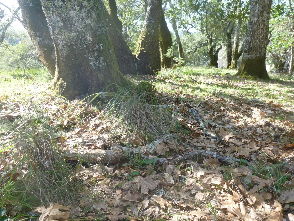 Festuca Californica