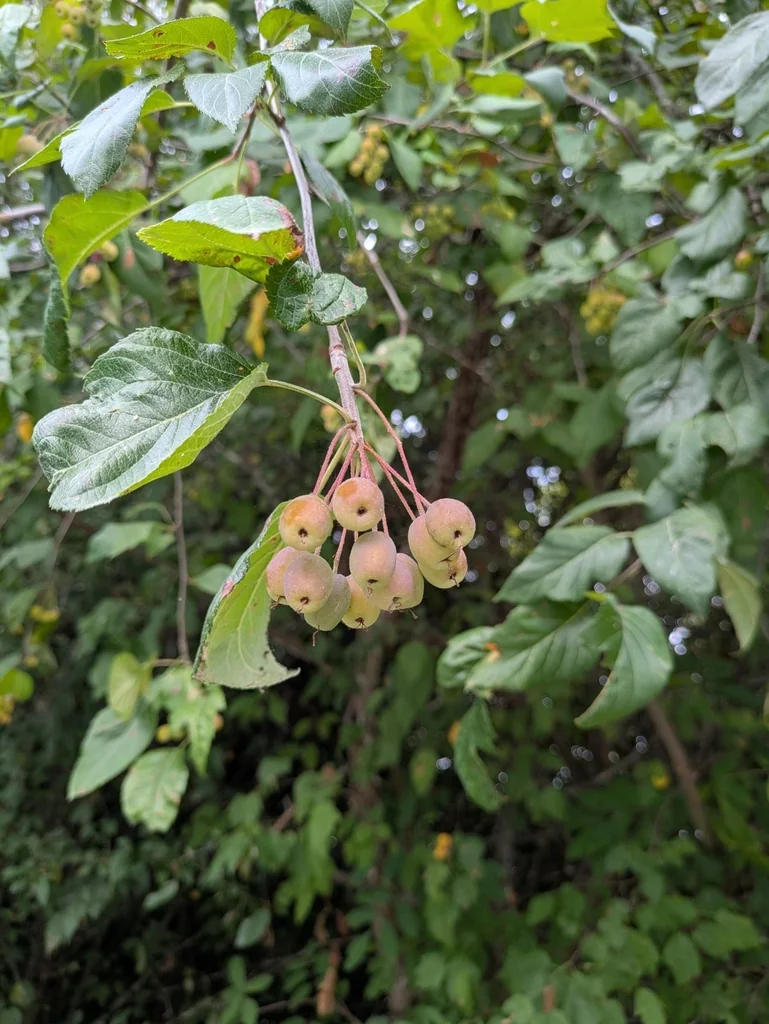 Malus Fusca