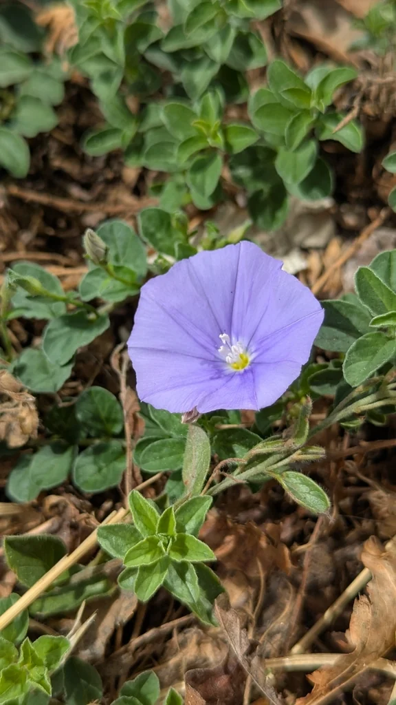 Convolvulus Sabatius