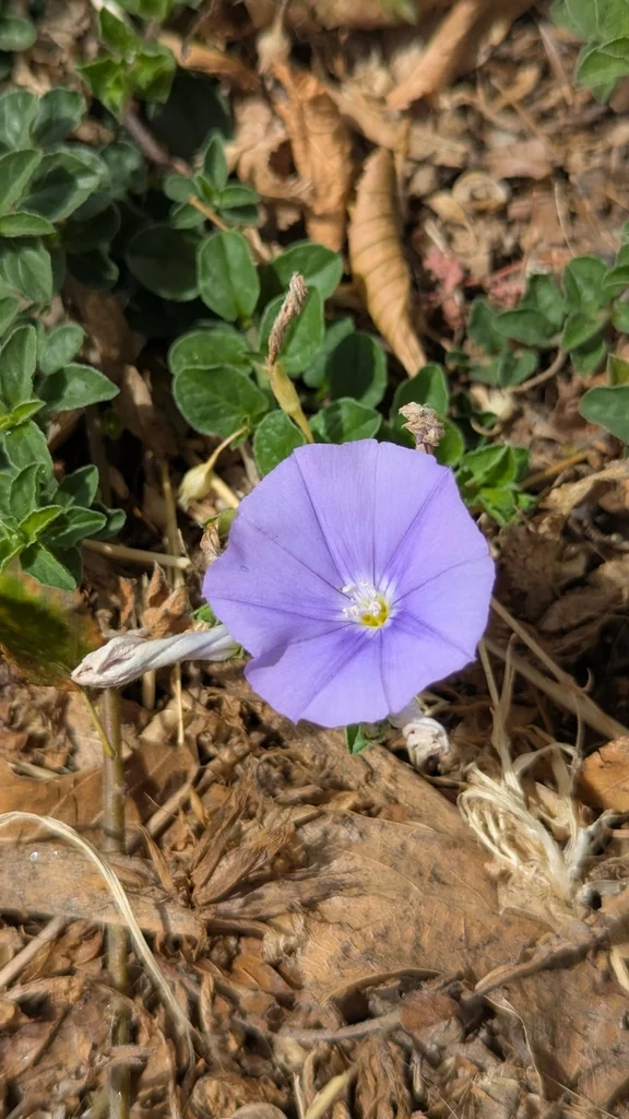 Convolvulus Sabatius