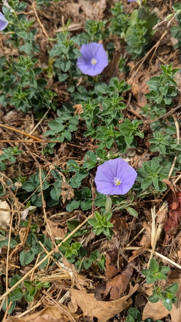 Convolvulus Sabatius