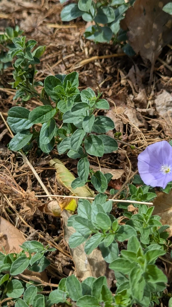 Convolvulus Sabatius