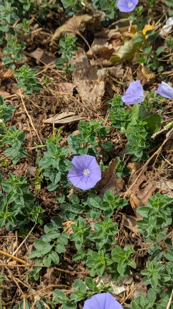 Convolvulus Sabatius