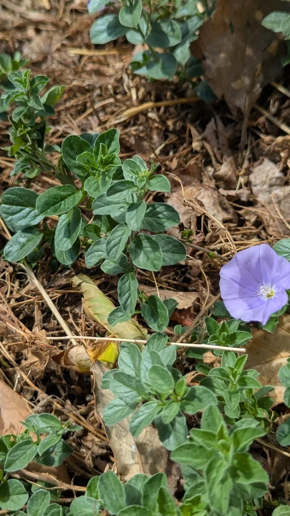 Convolvulus Sabatius