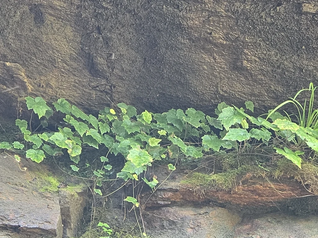 Heuchera Villosa