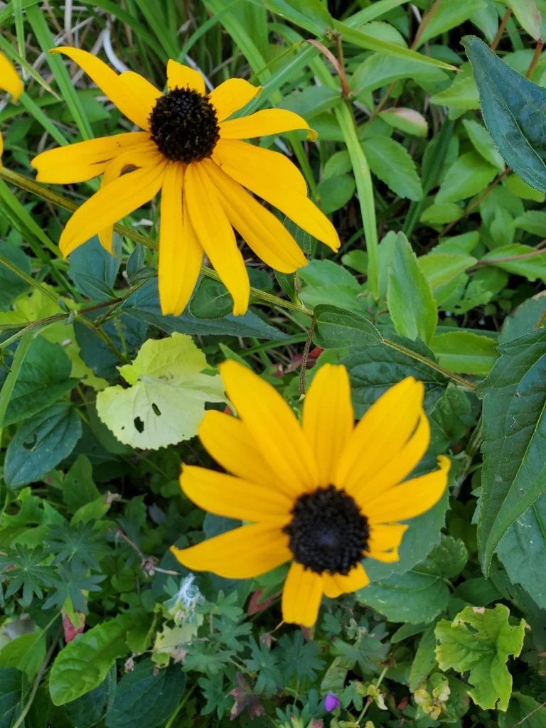 Rudbeckia Fulgida