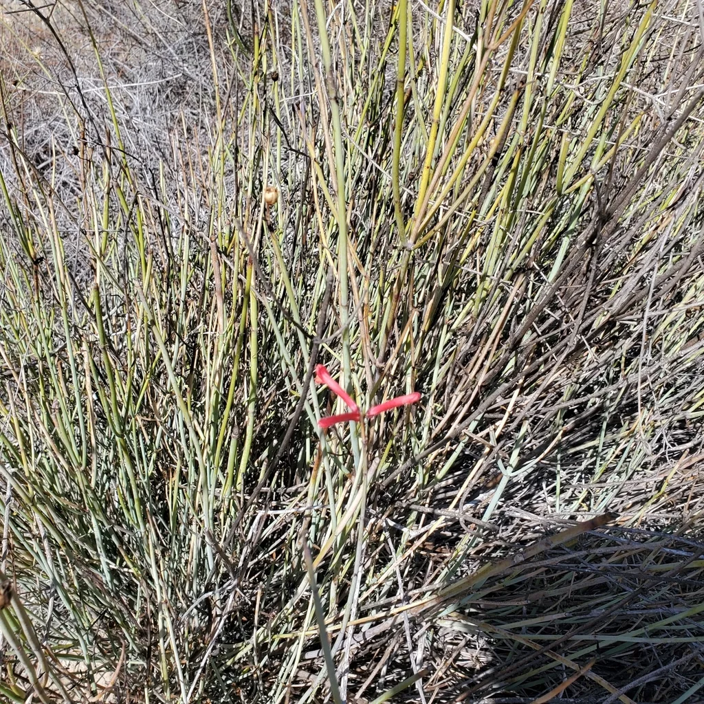 Gambelia Juncea