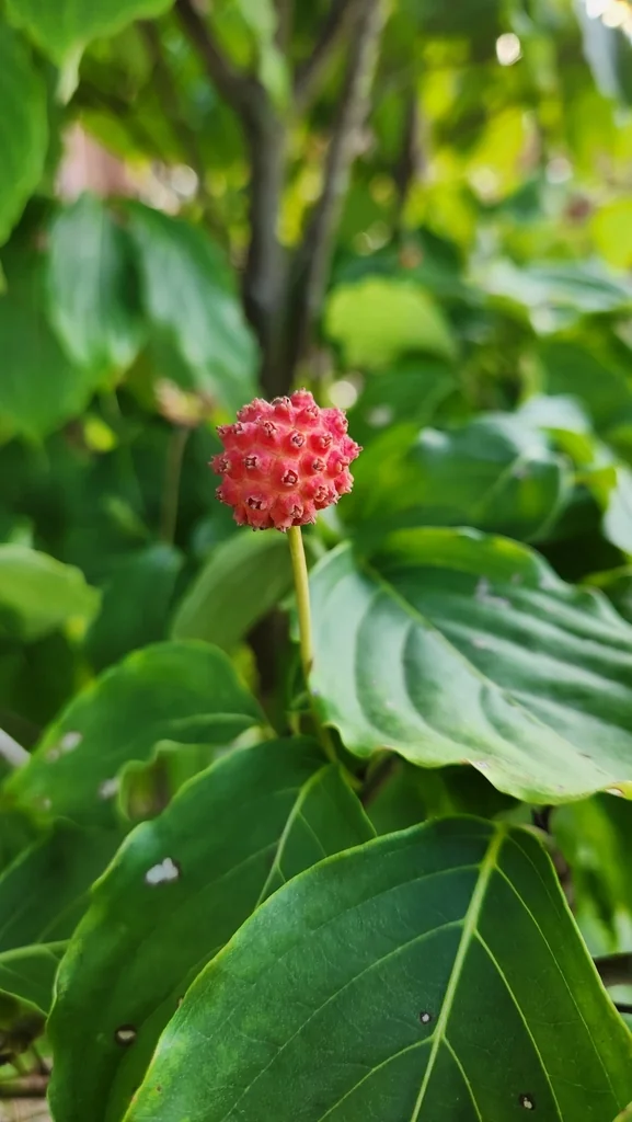Cornus Kousa