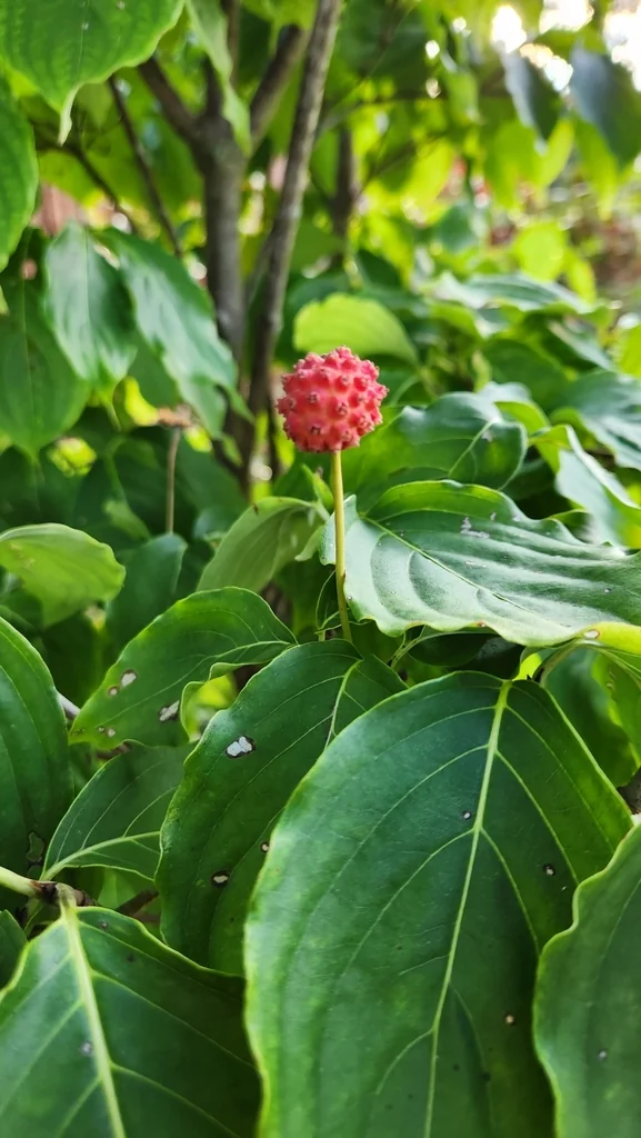 Cornus Kousa