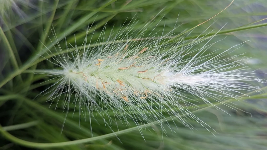 Pennisetum Villosum