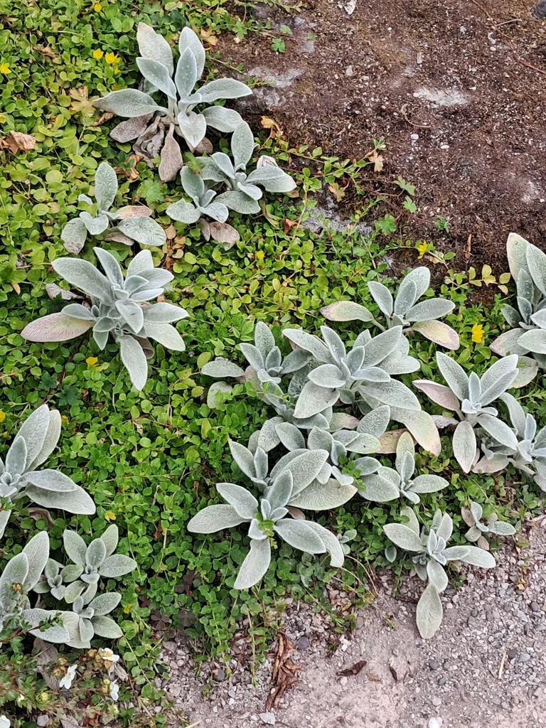 Stachys Byzantina