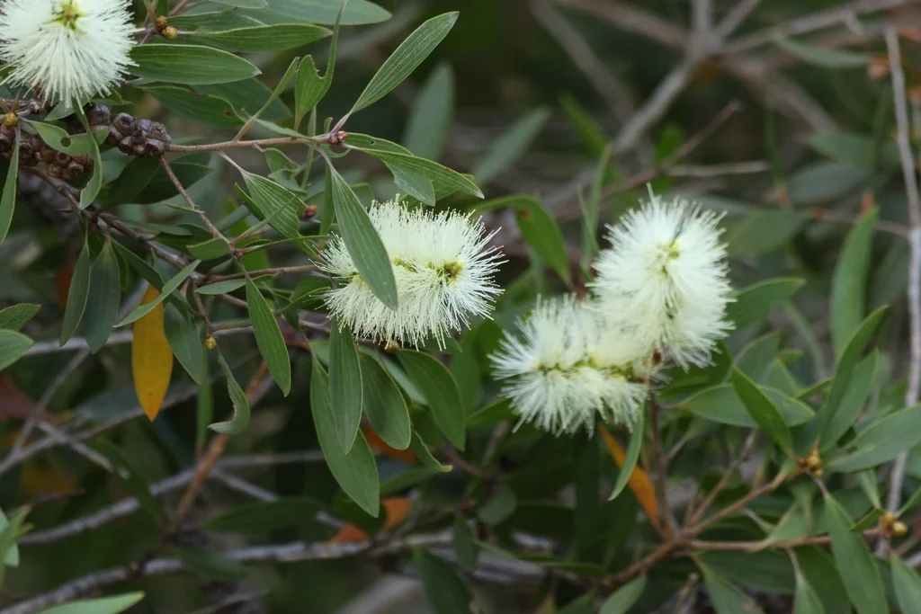 Melaleuca Quinquenervia