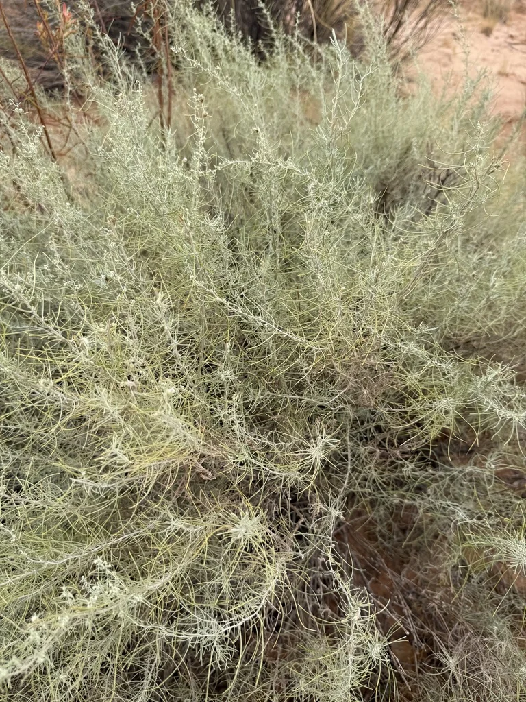 Artemisia Filifolia