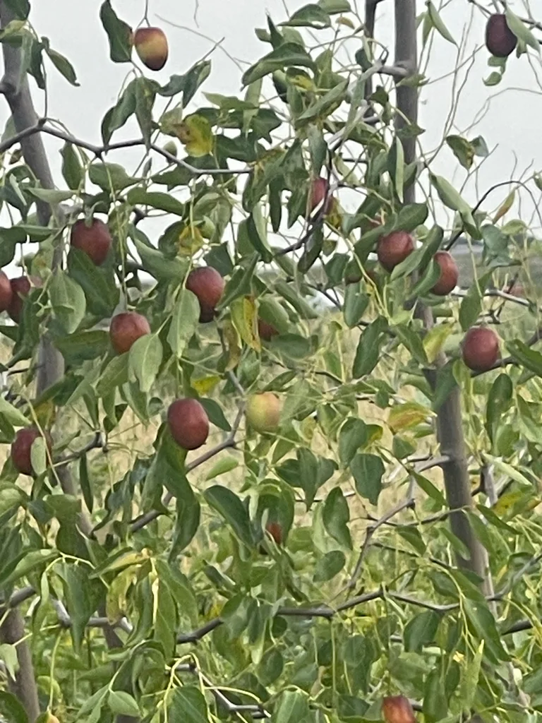 Ziziphus Jujuba