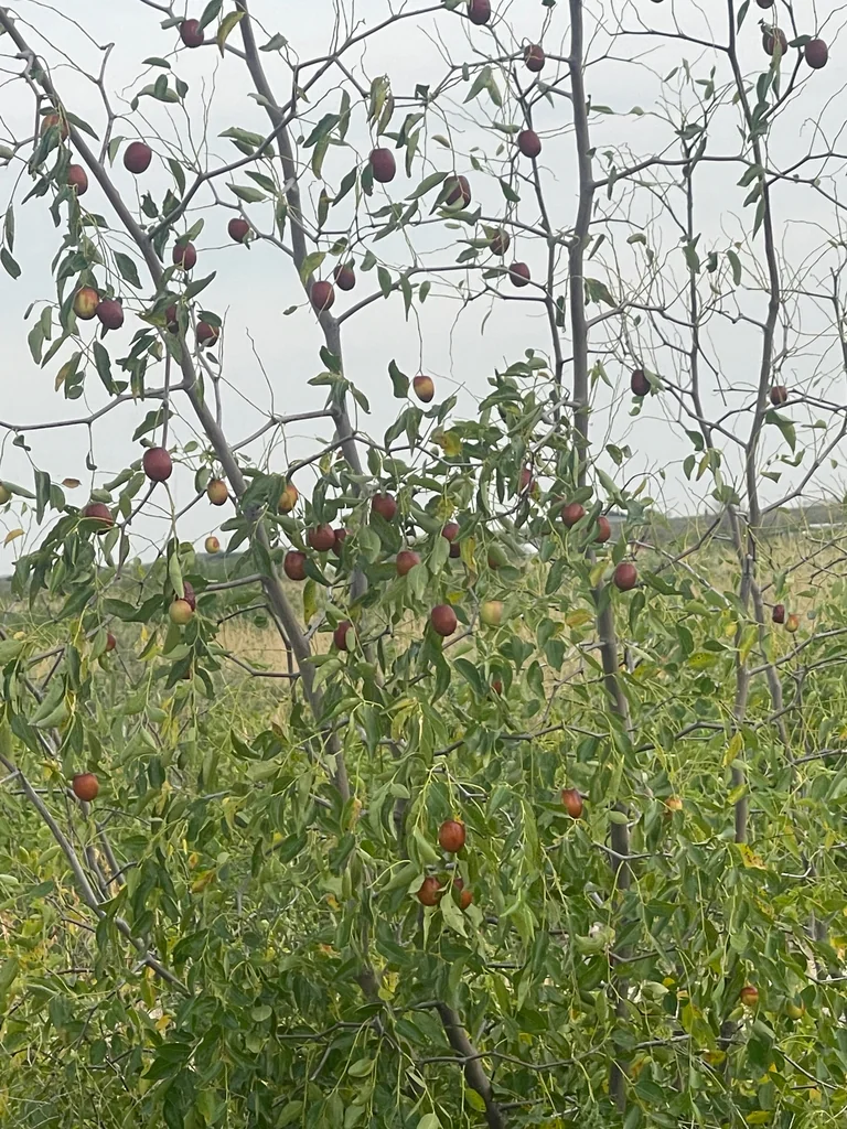 Ziziphus Jujuba