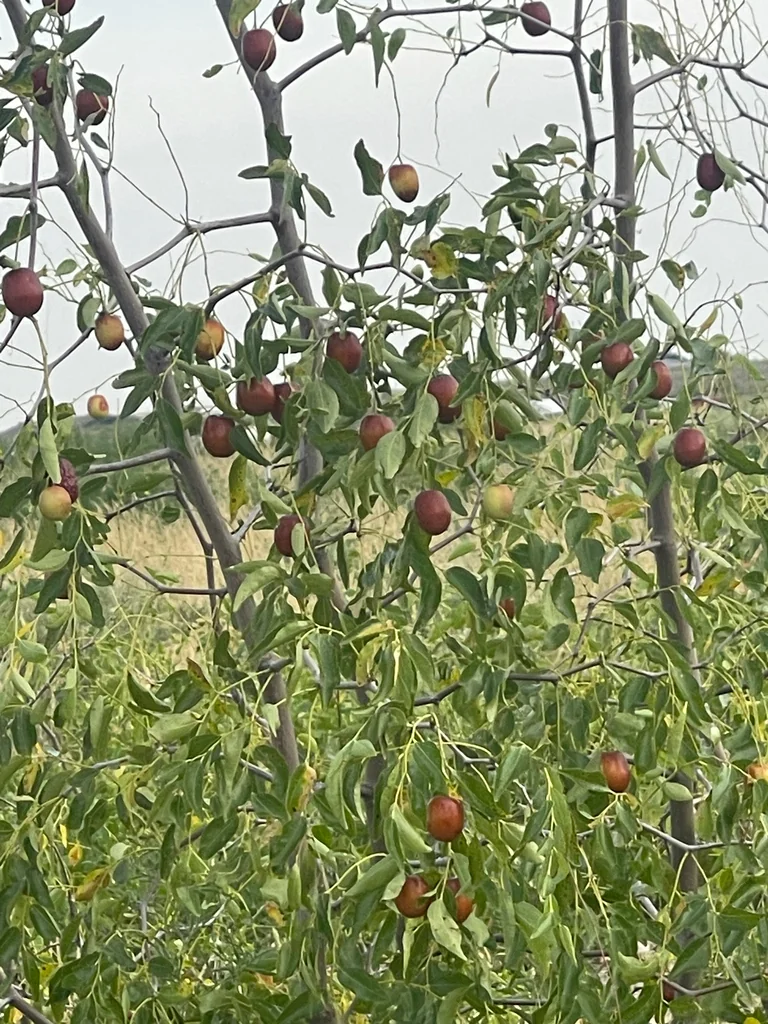 Ziziphus Jujuba