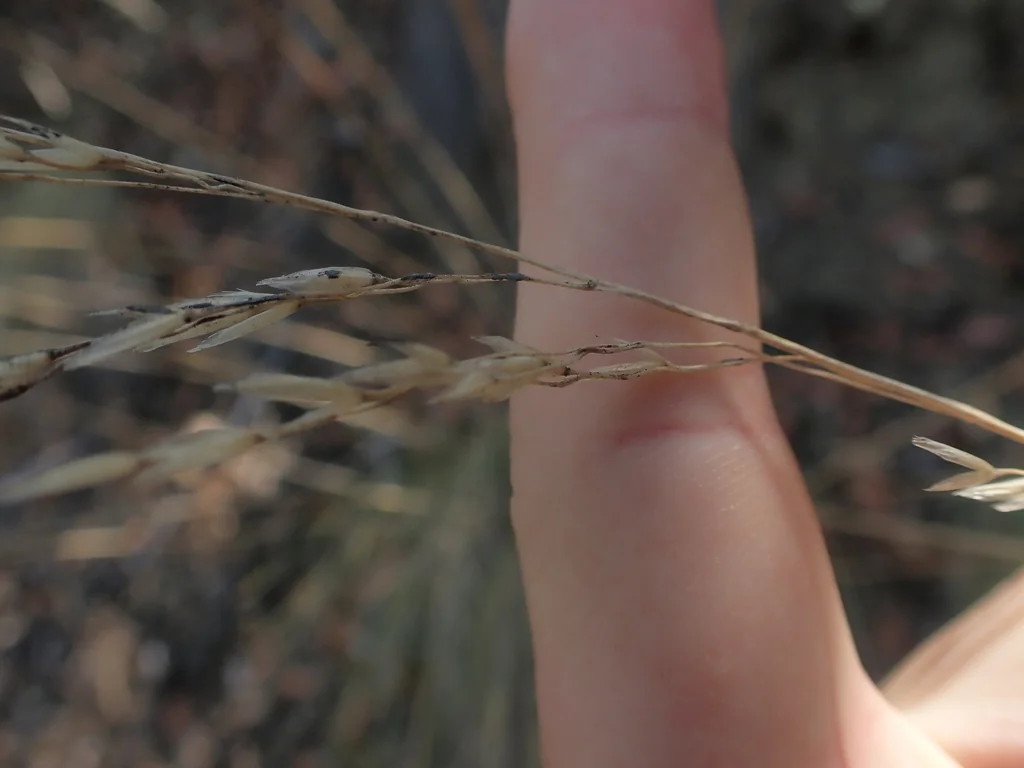 Festuca Californica