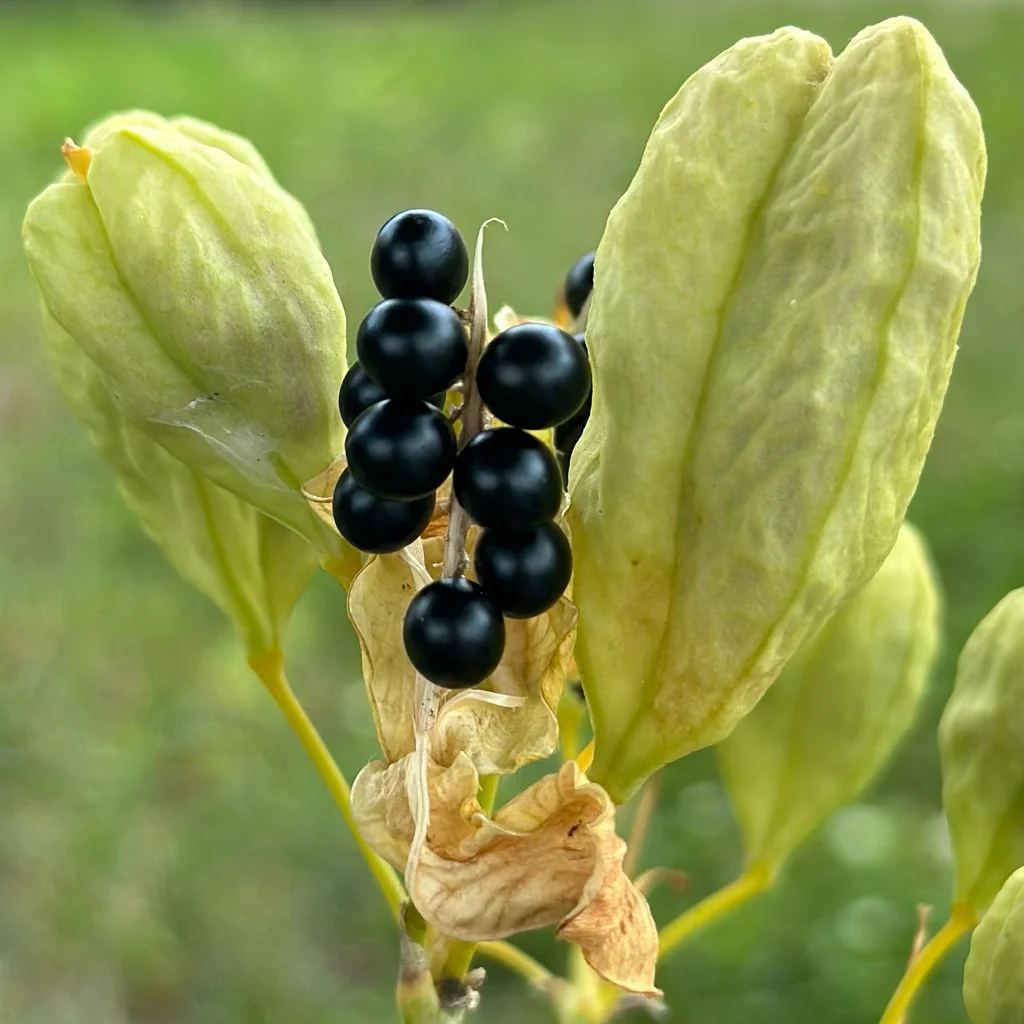 Iris Domestica