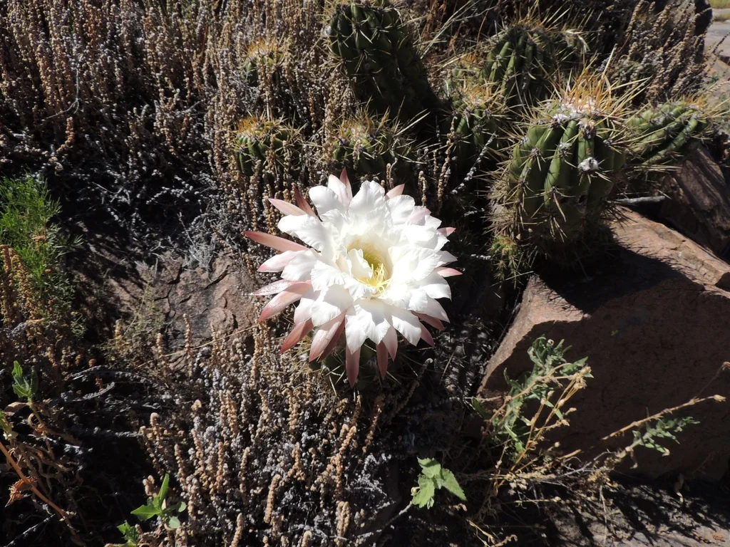 Echinopsis Candicans
