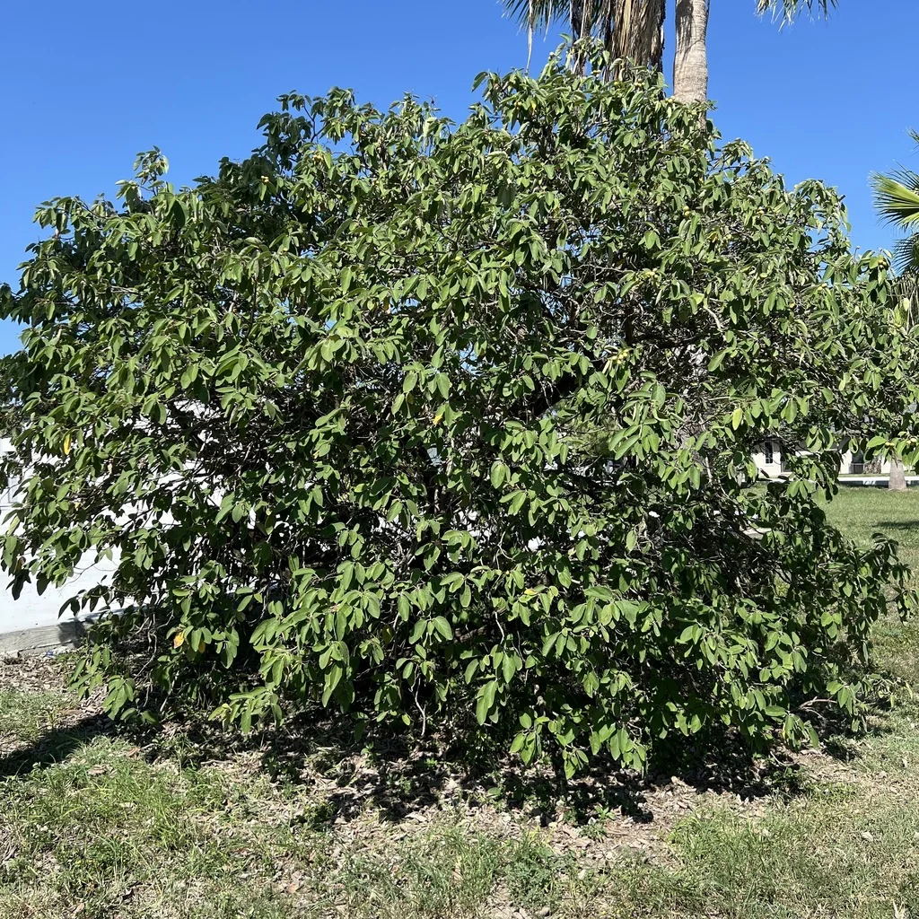 Cordia Boissieri