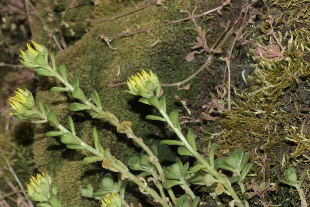Sedum Oreganum
