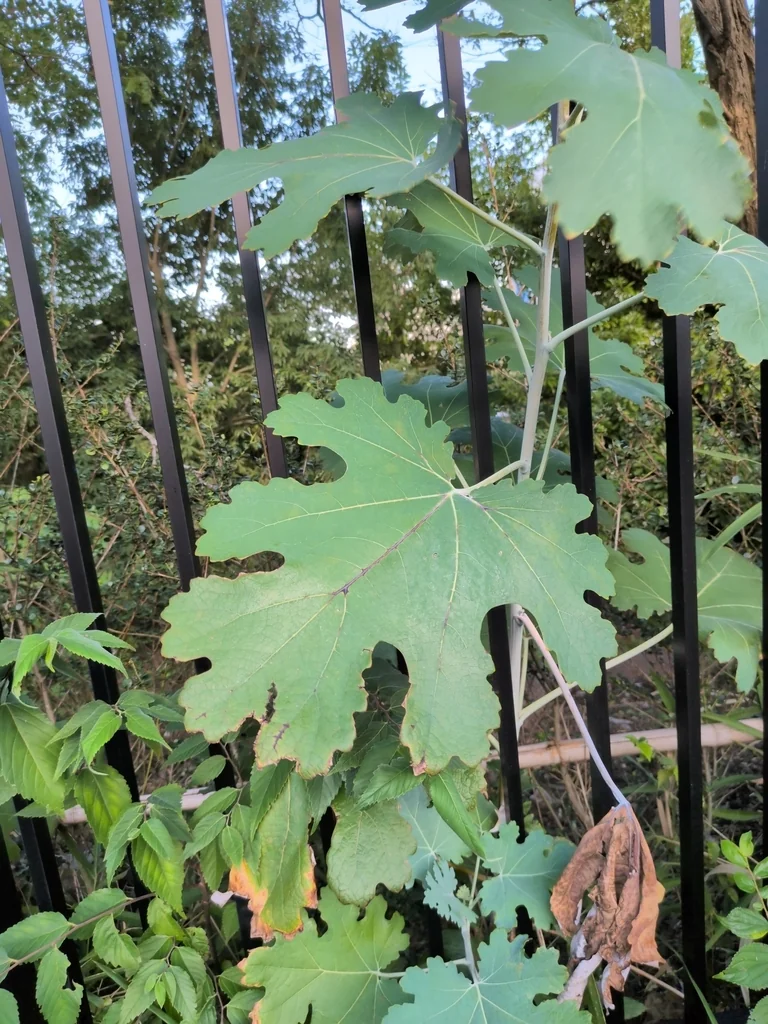 Macleaya Cordata