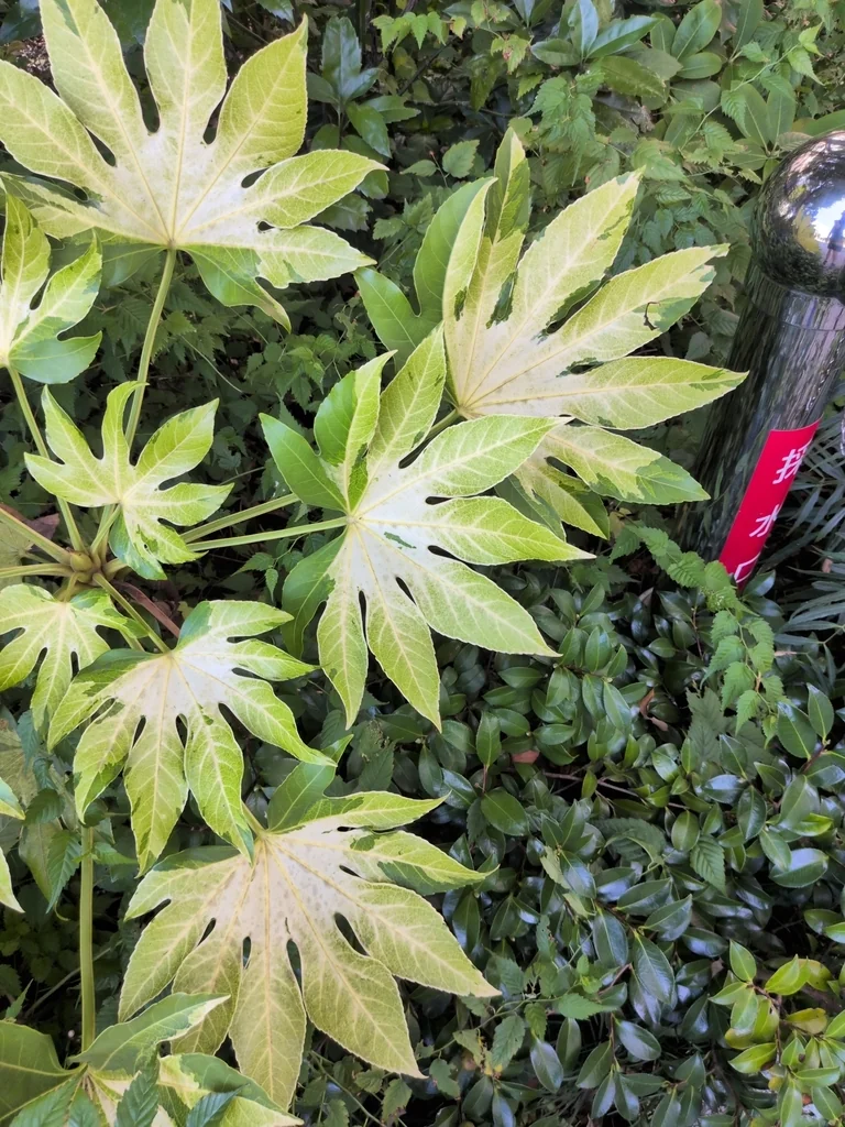 Fatsia Japonica