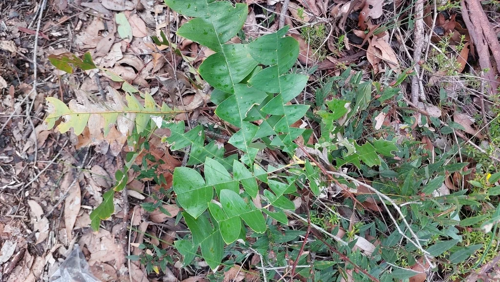 Banksia Grandis