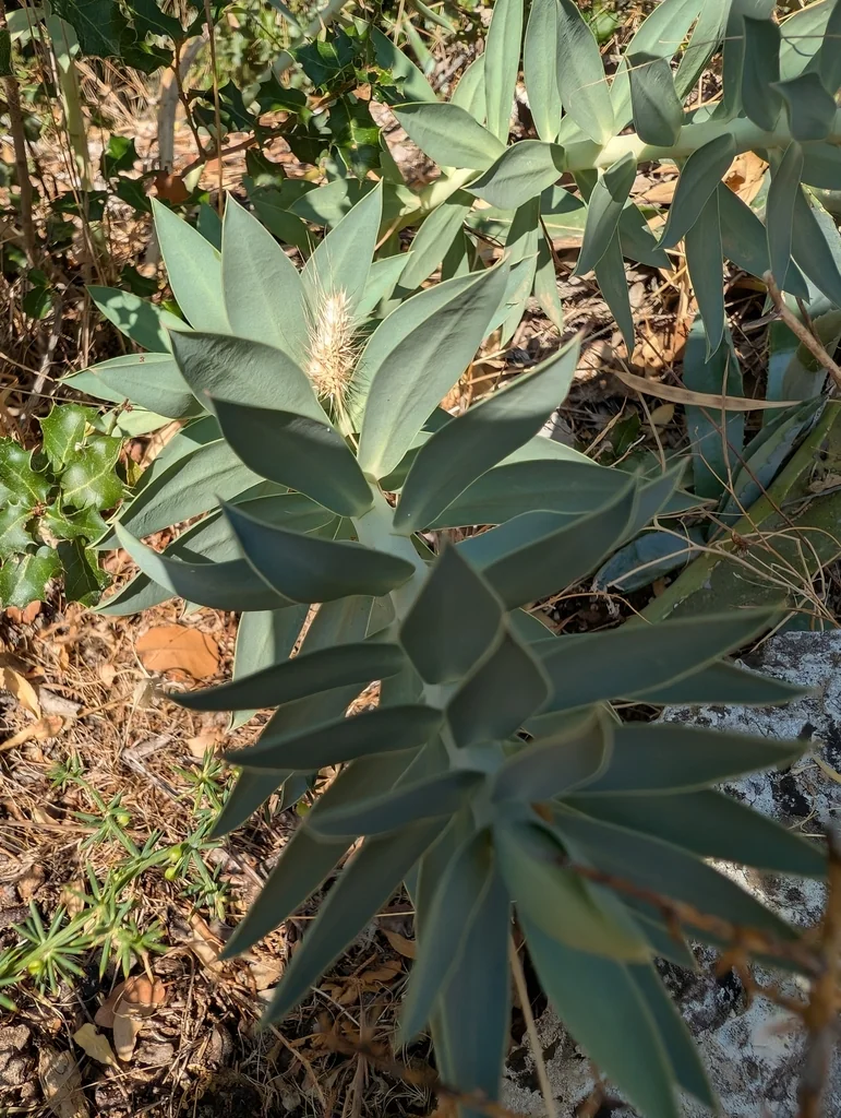Euphorbia Rigida