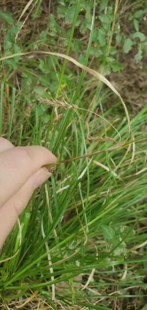 Carex Cherokeensis