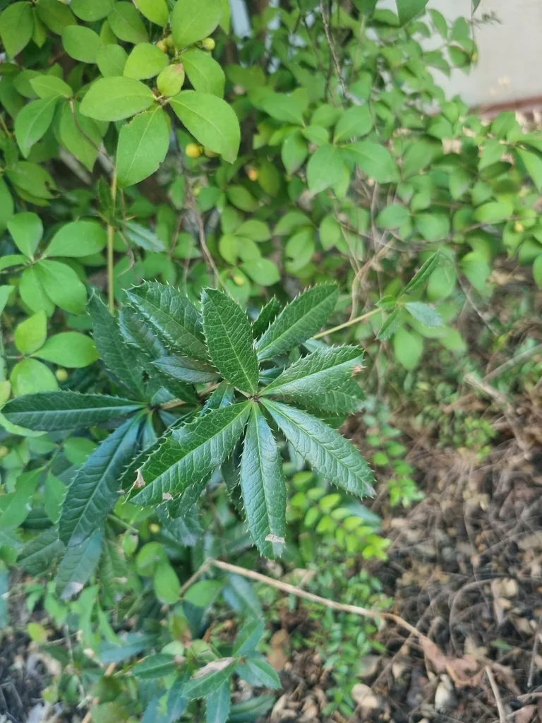 Berberis Julianae