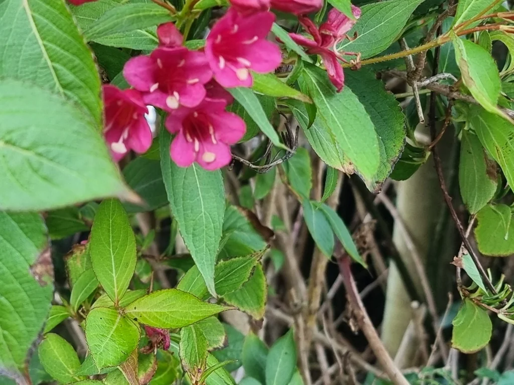 Weigela florida